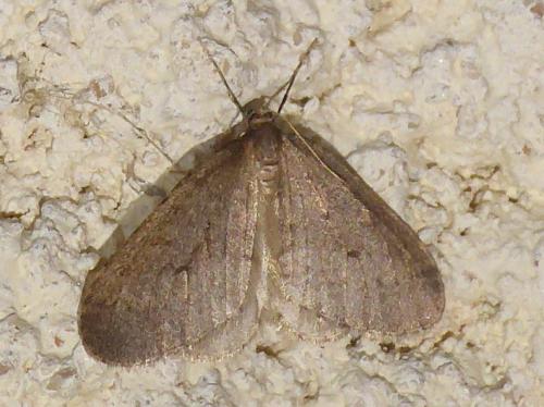 Réf. 295 515 : Operophtera brumata